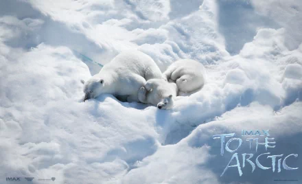HD PC wallpaper: three baby polar bear cubs curled asleep on white Arctic ice and snow, To the Arctic logo in the corner.