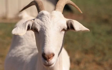 HD desktop wallpaper featuring a close-up of a white goat with curved horns against a blurred outdoor background.