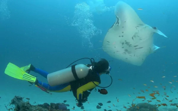 ocean scuba diver diver fish stingray underwater Animal manta ray HD Desktop Wallpaper | Background Image