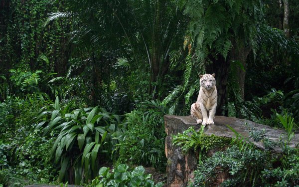 Animal White Tiger Cats Tiger Jungle Forest Plant HD Wallpaper | Background Image