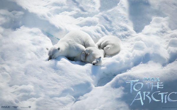 Movie To The Arctic Arctic Bear Polar Bear Snow White Ice Antarctica Baby Animal HD Wallpaper | Background Image