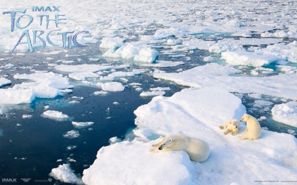 Movie To The Arctic Arctic Bear Polar Bear Antarctica Ice HD Wallpaper | Background Image
