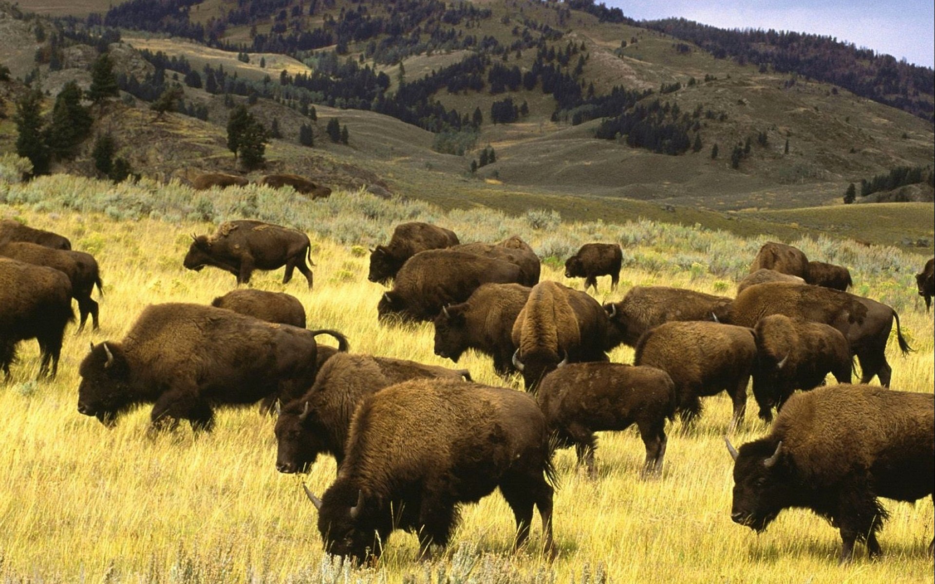 Download Animal American Bison HD Wallpaper