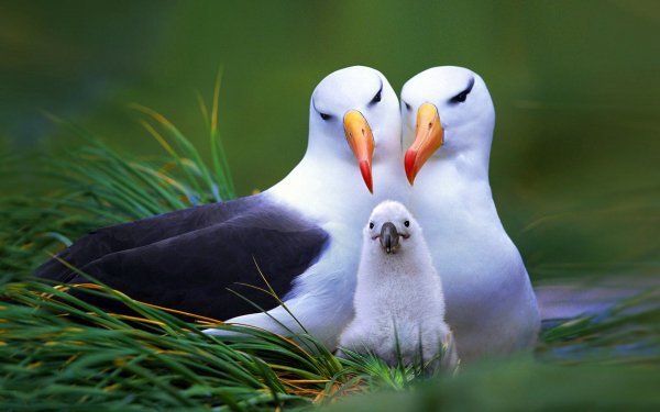 Animal Albatross Birds Seabirds Bird Cute HD Wallpaper | Background Image