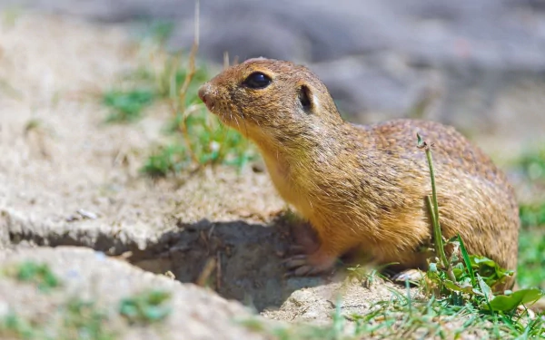  Gopher