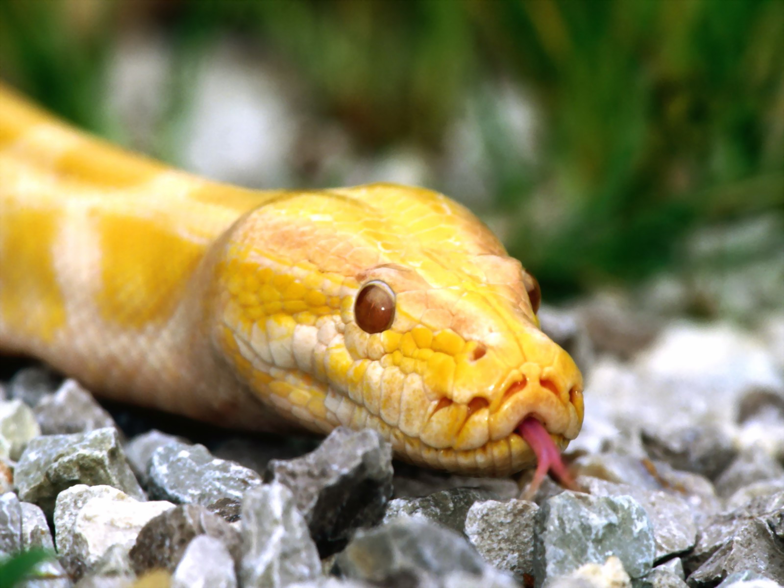 Animal Python HD Wallpaper | Background Image