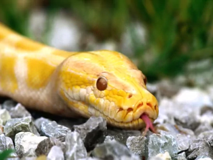HD wallpaper featuring a close-up image of a python with vibrant yellow and white scales, flicking its tongue among gravel and blurred greenery in the background.