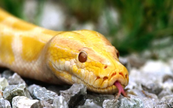 Animal Python Reptiles Snakes HD Wallpaper | Background Image