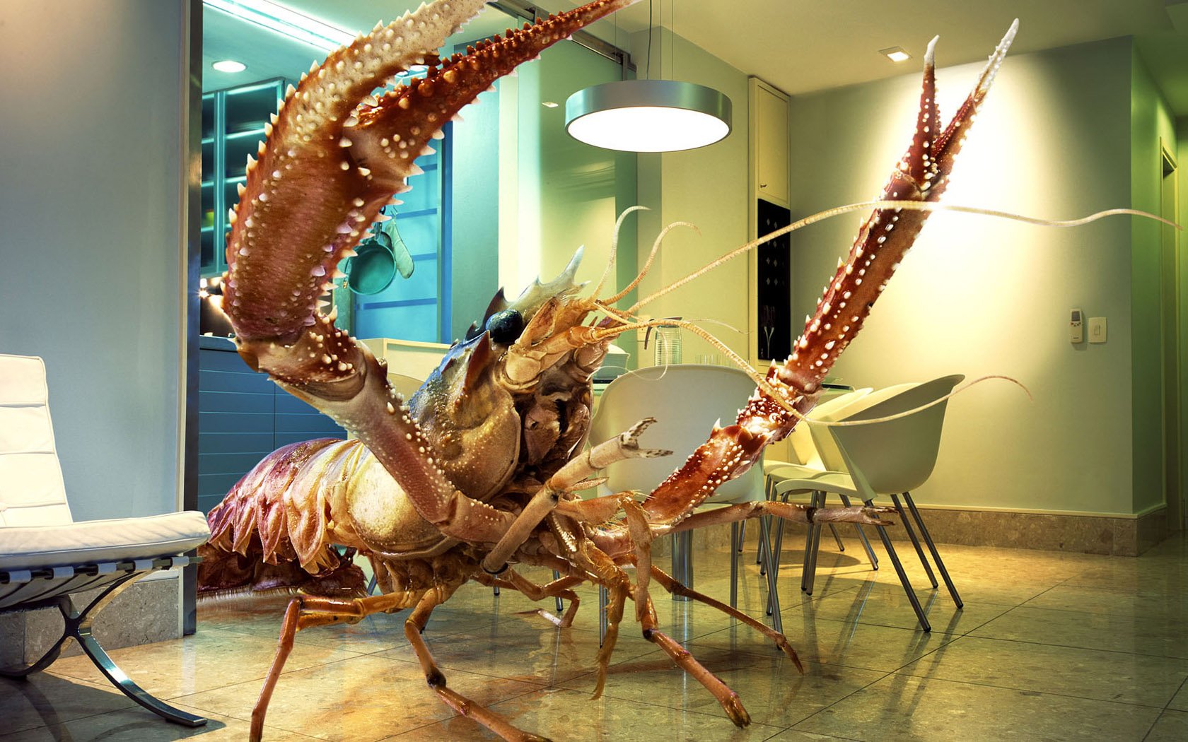 A humorous HD PC desktop wallpaper showing a giant lobster roaming inside a modern dining room with chairs and a hanging light.