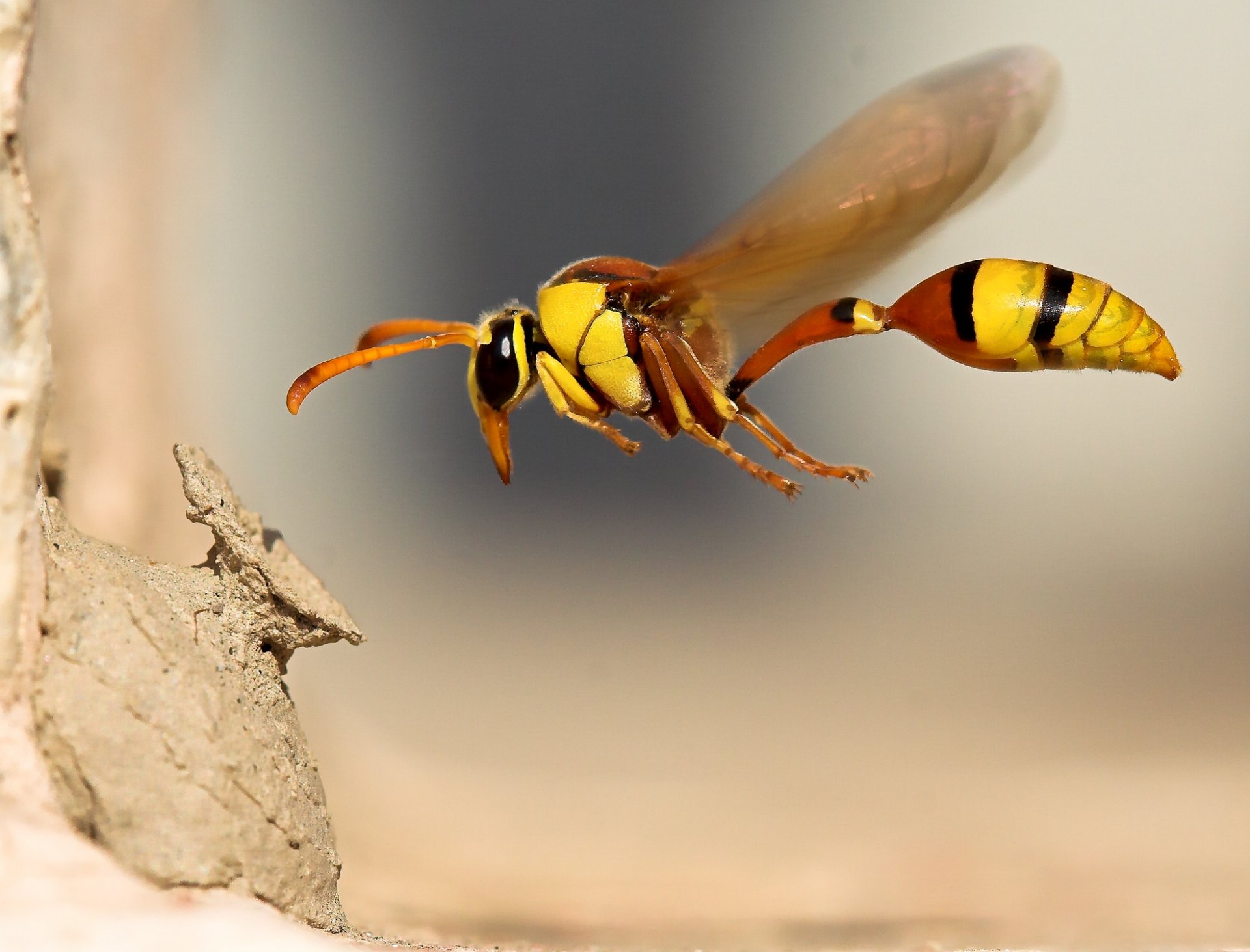 Download Insect Nature Macro Bug Animal Wasp  HD Wallpaper