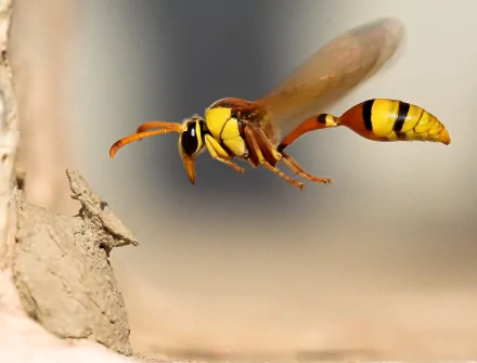 HD desktop wallpaper of a macro shot of a wasp in flight near a tree trunk. The image captures the vibrant colors and detailed features of the insect in a natural setting.