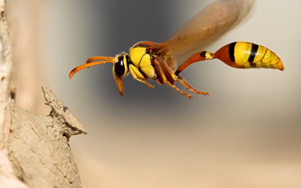 Animal Wasp Insects Bug Macro Nature Insect HD Wallpaper | Background Image
