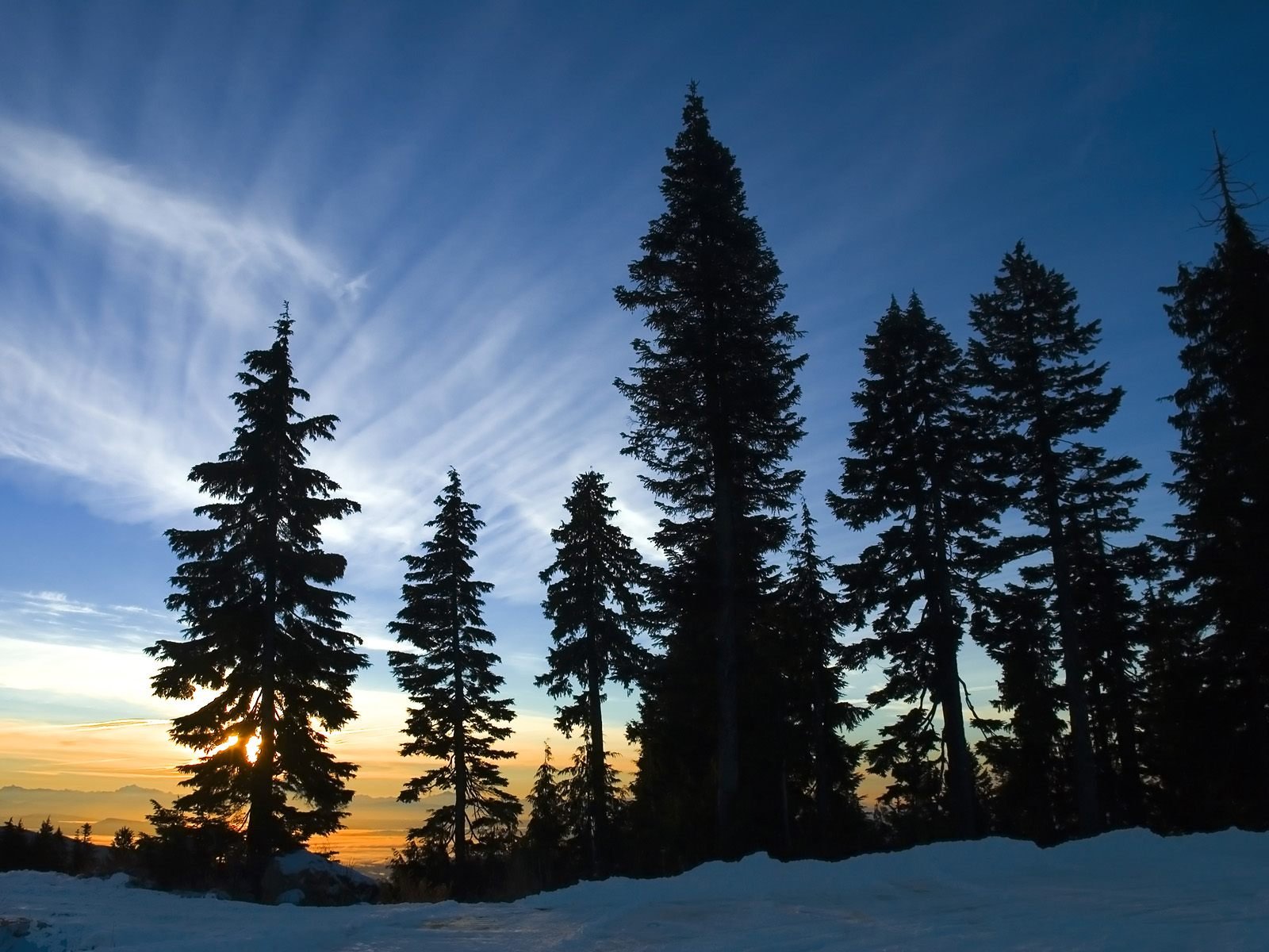 HD desktop wallpaper featuring a serene forest with tall pine trees silhouetted against a stunning sunset sky.