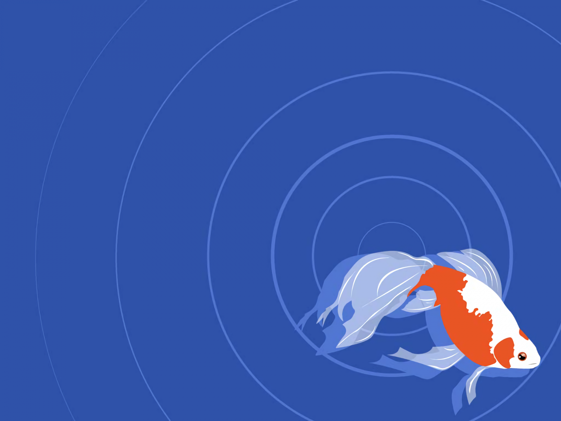 HD PC desktop wallpaper featuring a vibrant orange and white fish swimming against a blue background with concentric circle patterns.