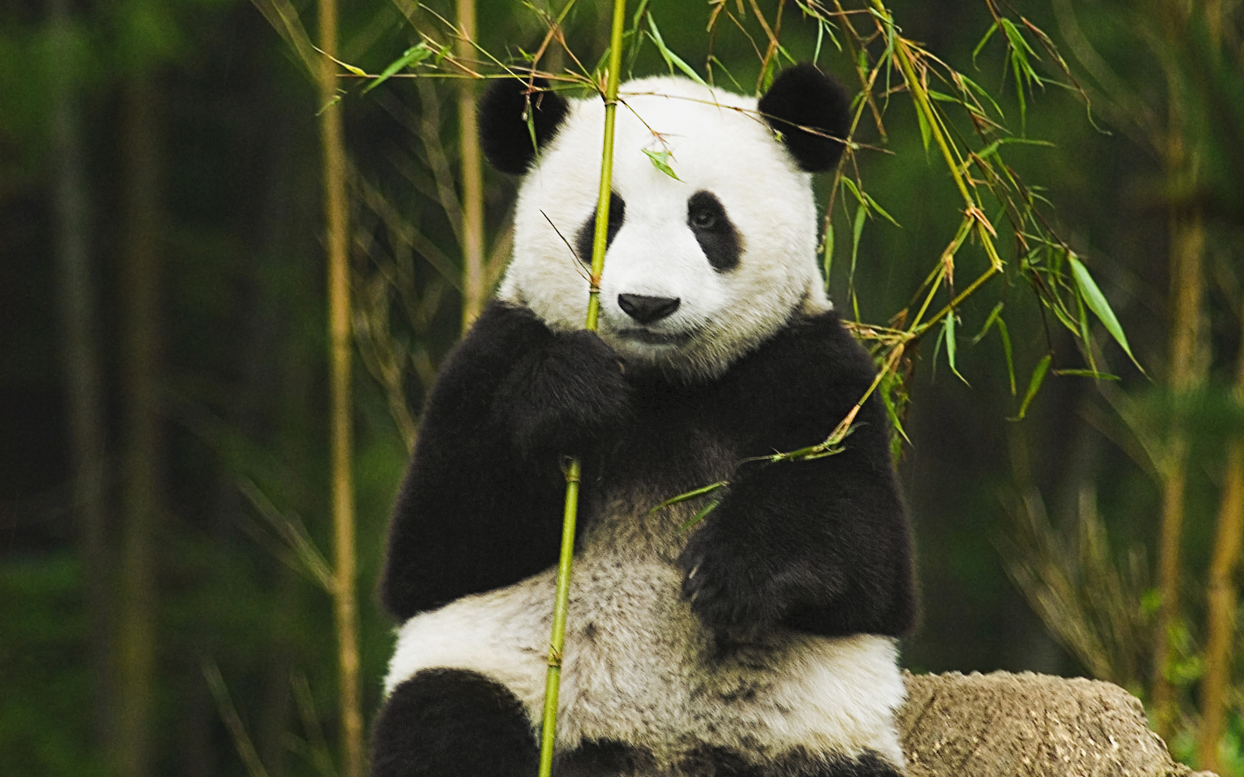 Panda HD Wallpaper | Background Image | 2560x1600 | ID ...