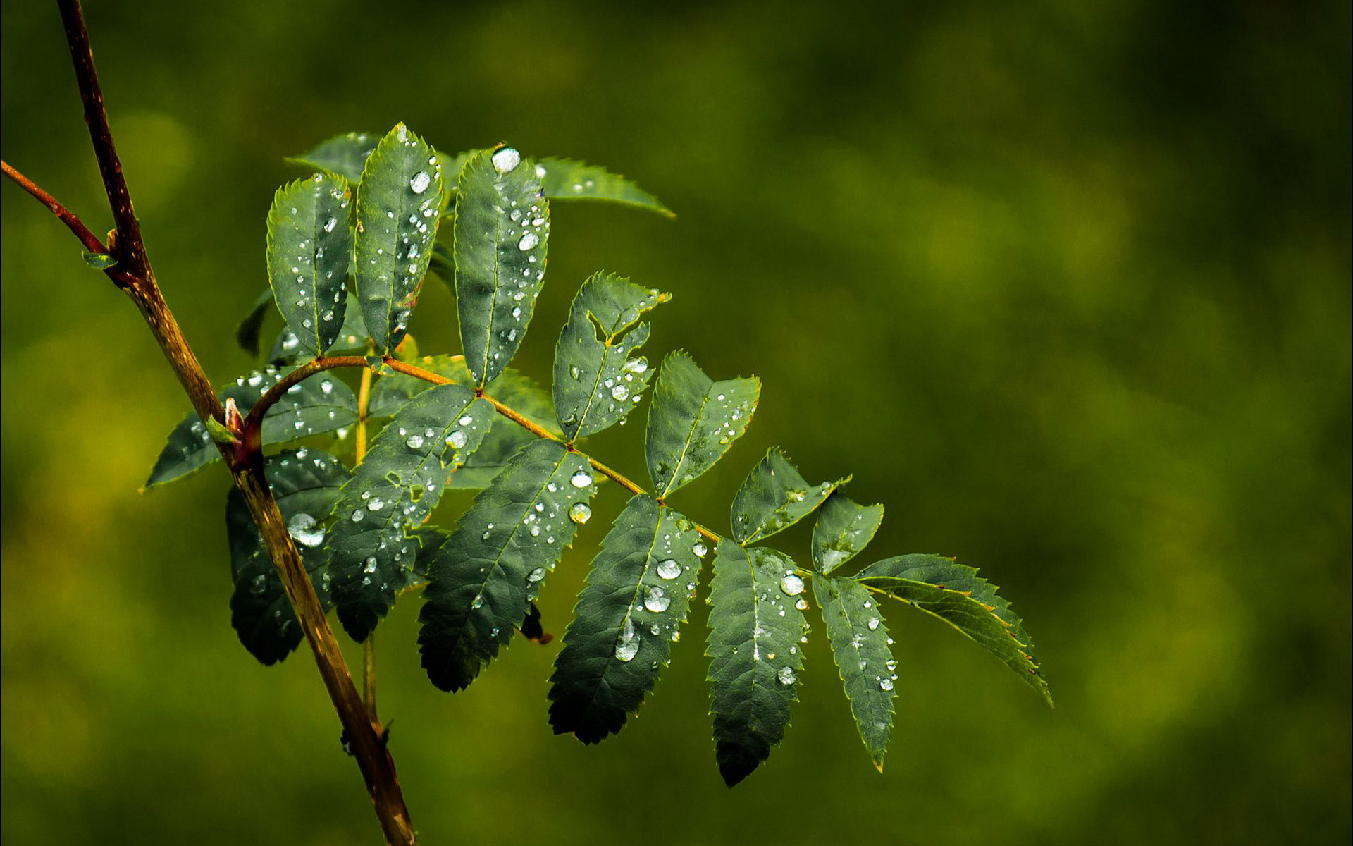 Plant HD Wallpaper | Background Image | 1920x1200