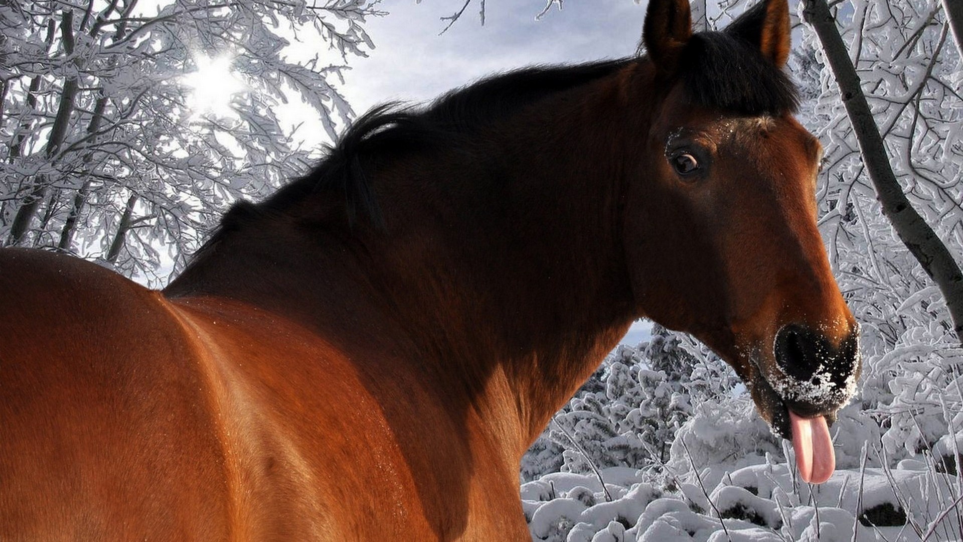 Horse Licking Snow in Winter