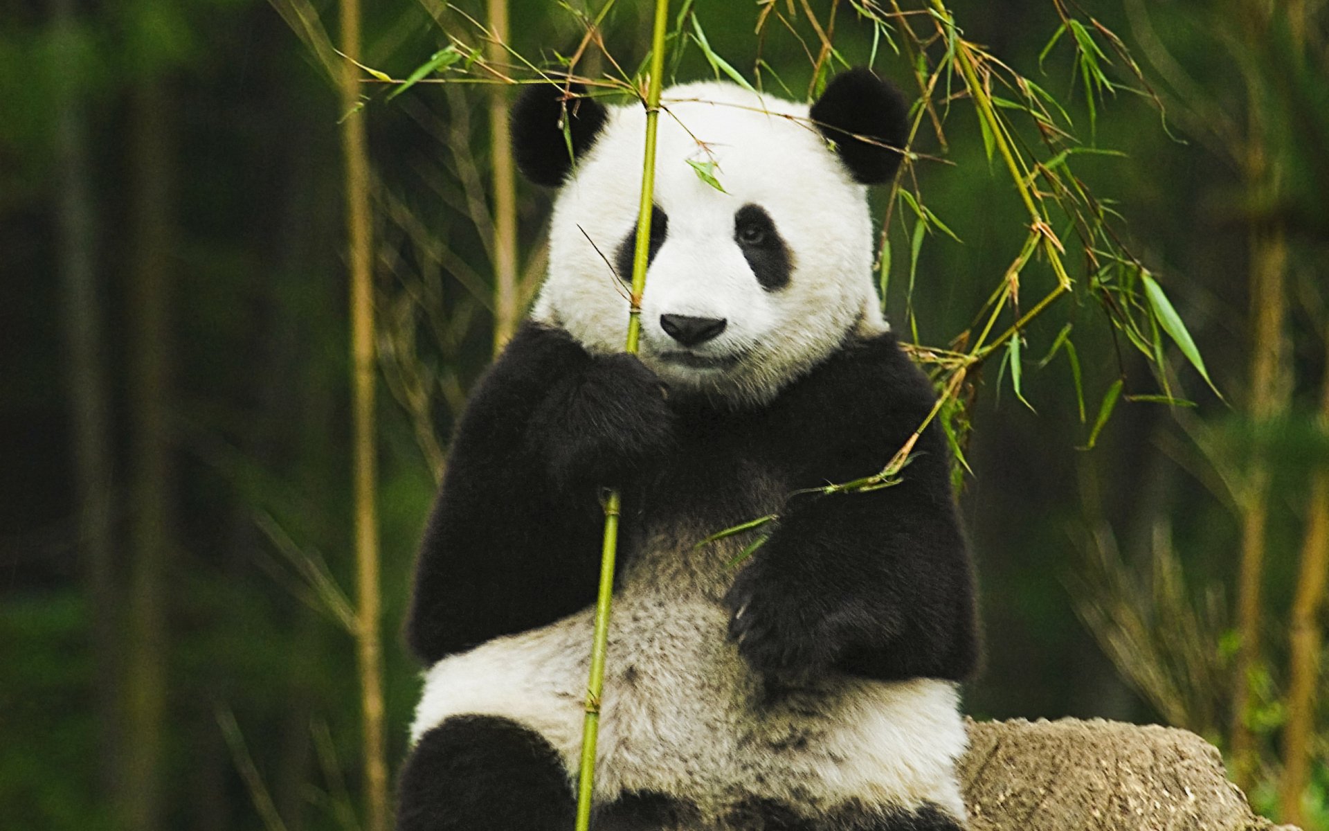 Panda HD Wallpaper | Background Image | 2560x1600