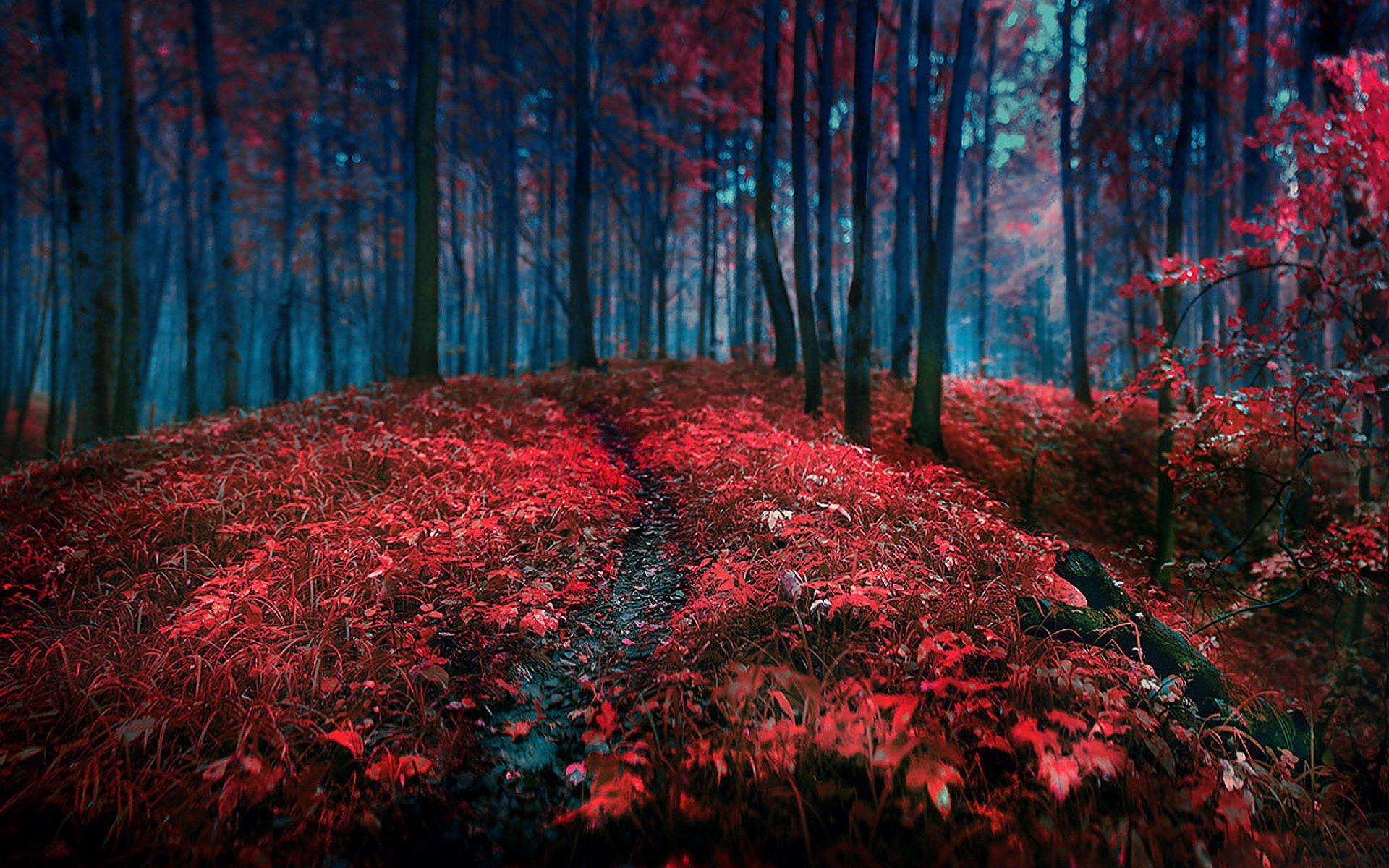 HD desktop wallpaper featuring a vibrant, mystical forest with a trail amid red foliage under blue-toned trees.