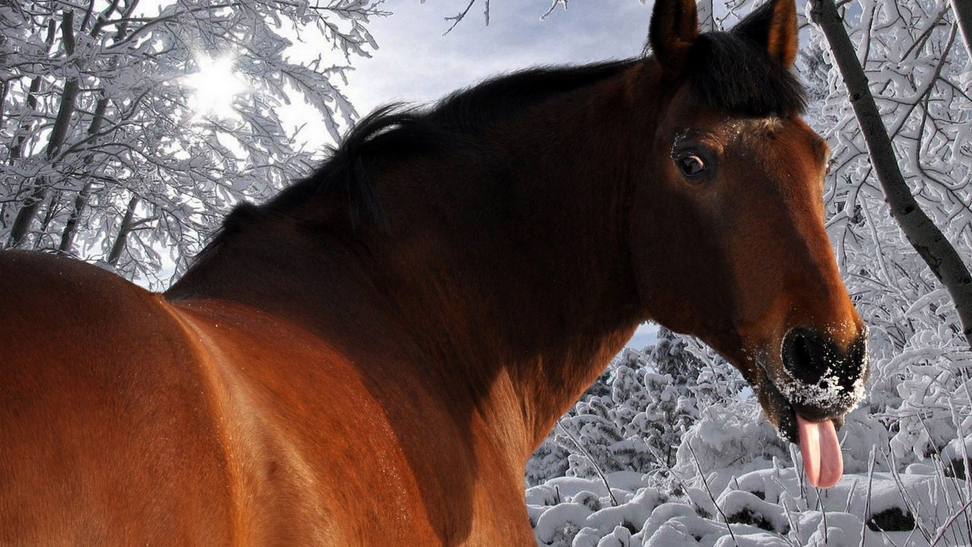 A humorous horse sticking out its tongue in a snowy landscape, captured in stunning detail. This image makes a funny and engaging HD desktop wallpaper.