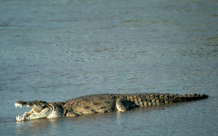 Animal crocodile HD Desktop Wallpaper | Background Image