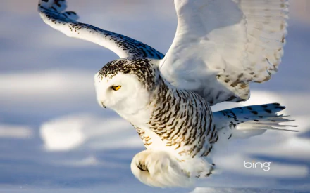 Snowy owl in flight over a snowy landscape, captured in sharp detail for an HD PC desktop wallpaper and background.