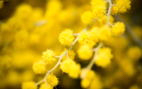 Close-up of vibrant yellow golden wattle blossoms in nature, presented as an HD PC desktop wallpaper and background.