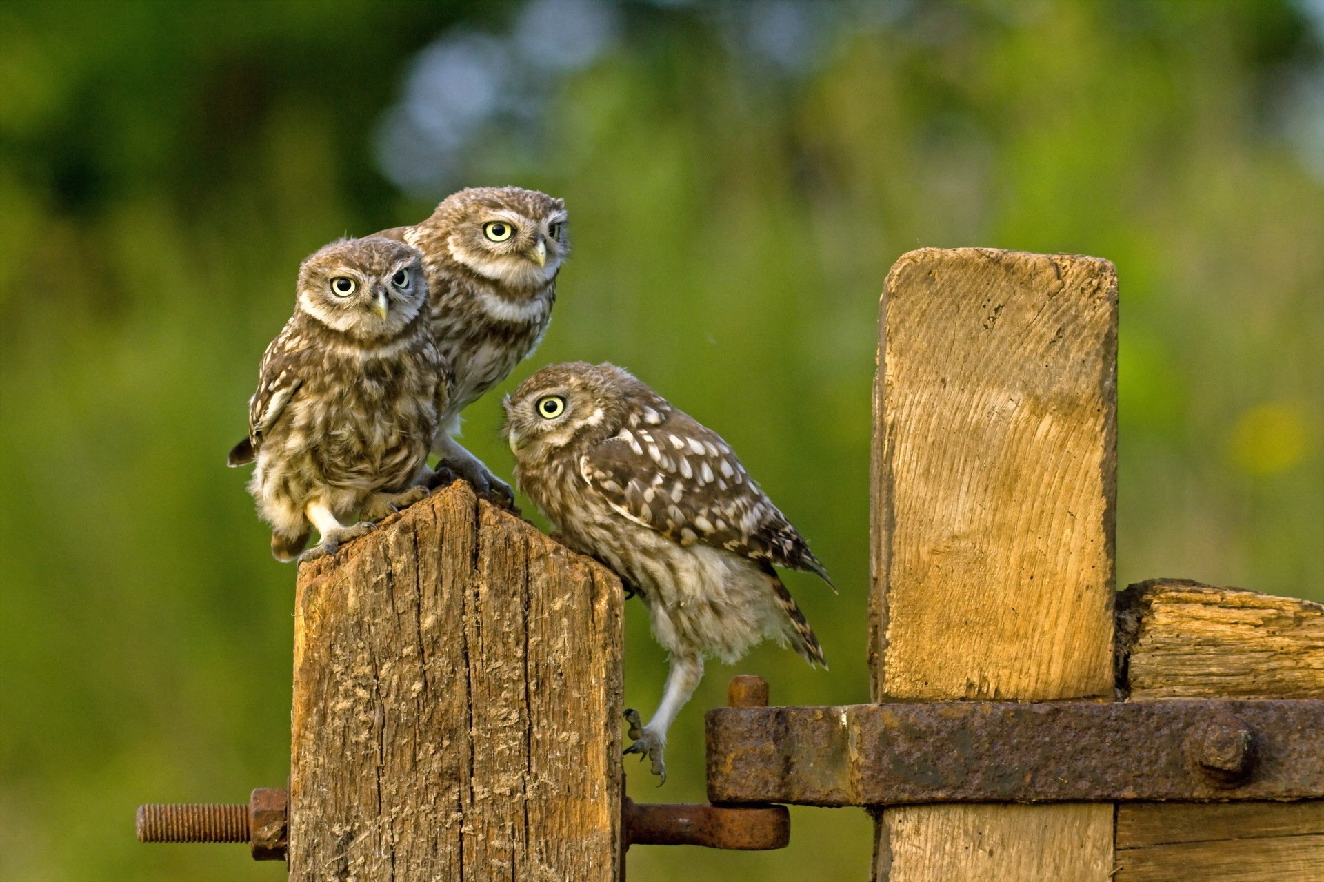 Three adorable owls perched on a wooden fence, surrounded by a soft green background, create a charming animal-themed HD desktop wallpaper.