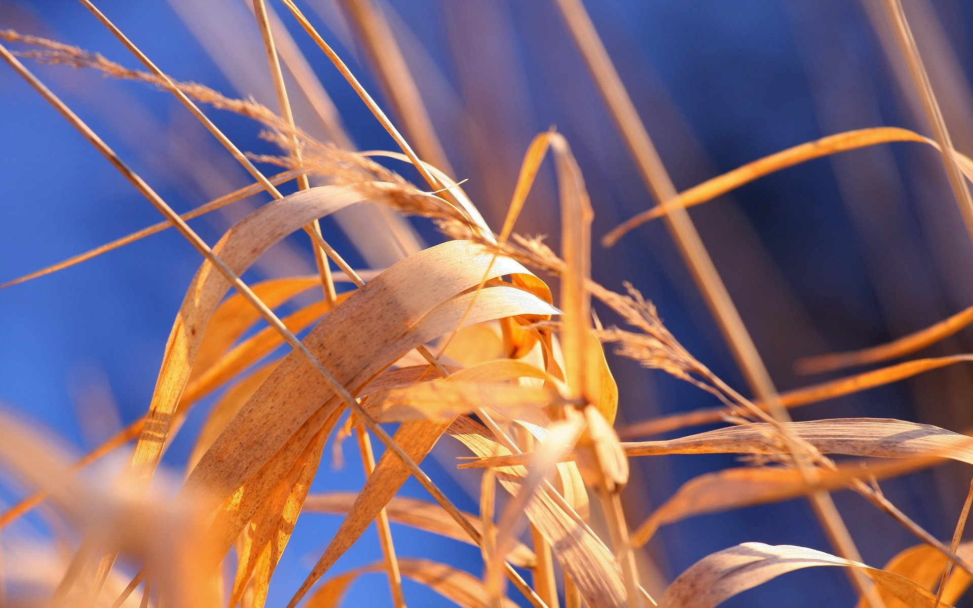Download Photography Macro HD Wallpaper