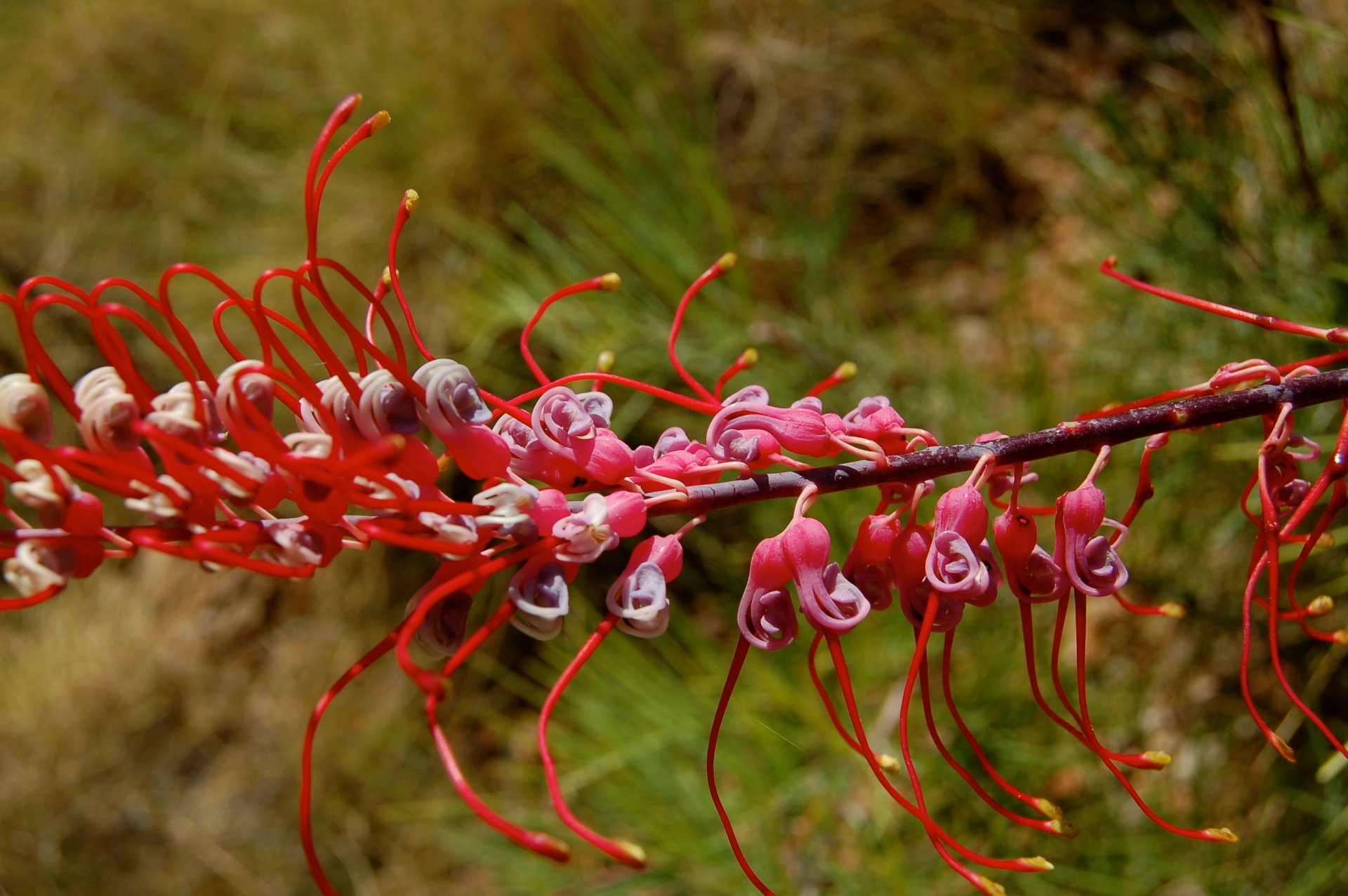 wildflowers