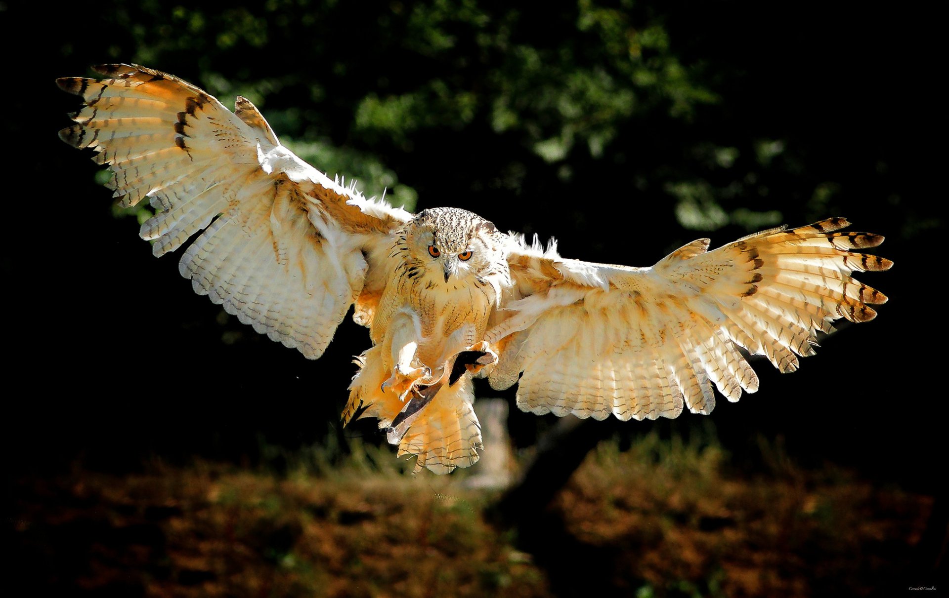 An owl in mid-flight, showcasing its majestic wingspan against a dark background. This image serves as an HD desktop wallpaper, bringing nature's beauty to your screen.