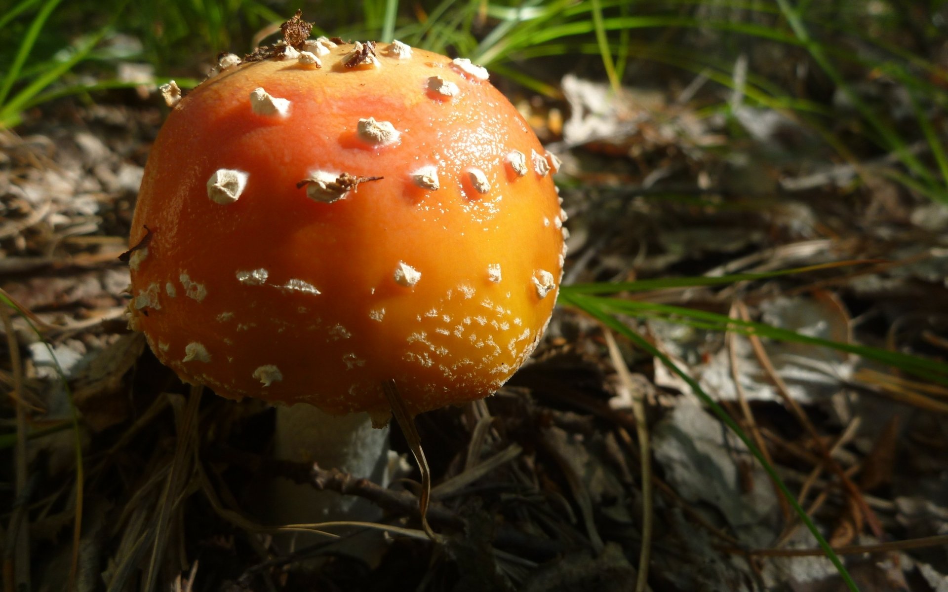 Close-up of an orange, warted mushroom on a forest floor with dappled sunlight — nature mushroom 2K Quad HD PC desktop wallpaper/background.