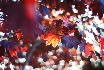 A vibrant maple leaf among fall foliage, showcasing rich reds and oranges with a blurred background of bokeh, capturing the essence of nature in this HD wallpaper.