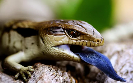 Close-up of a Blue-Tongue Skink lizard with its vibrant blue tongue extended, captured in high-definition detail for a striking PC desktop wallpaper.