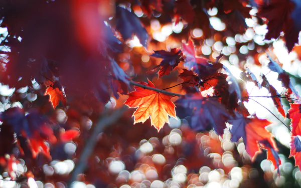 A vibrant maple leaf among fall foliage, showcasing rich reds and oranges with a blurred background of bokeh, capturing the essence of nature in this HD wallpaper.