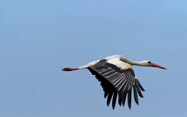 A white stork in mid-flight against a clear blue sky, captured in high definition as a PC desktop wallpaper and background.