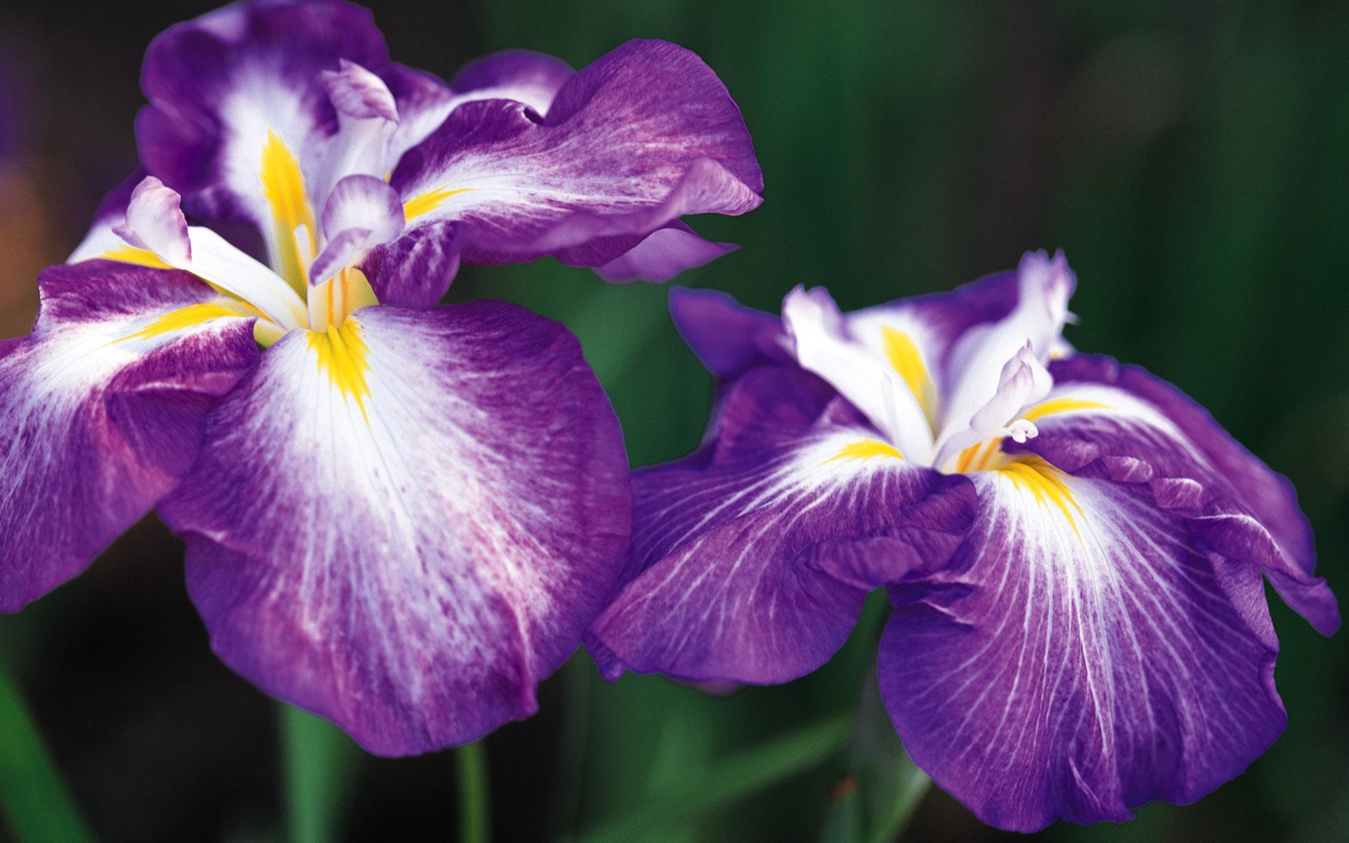 Nature Iris HD Wallpaper