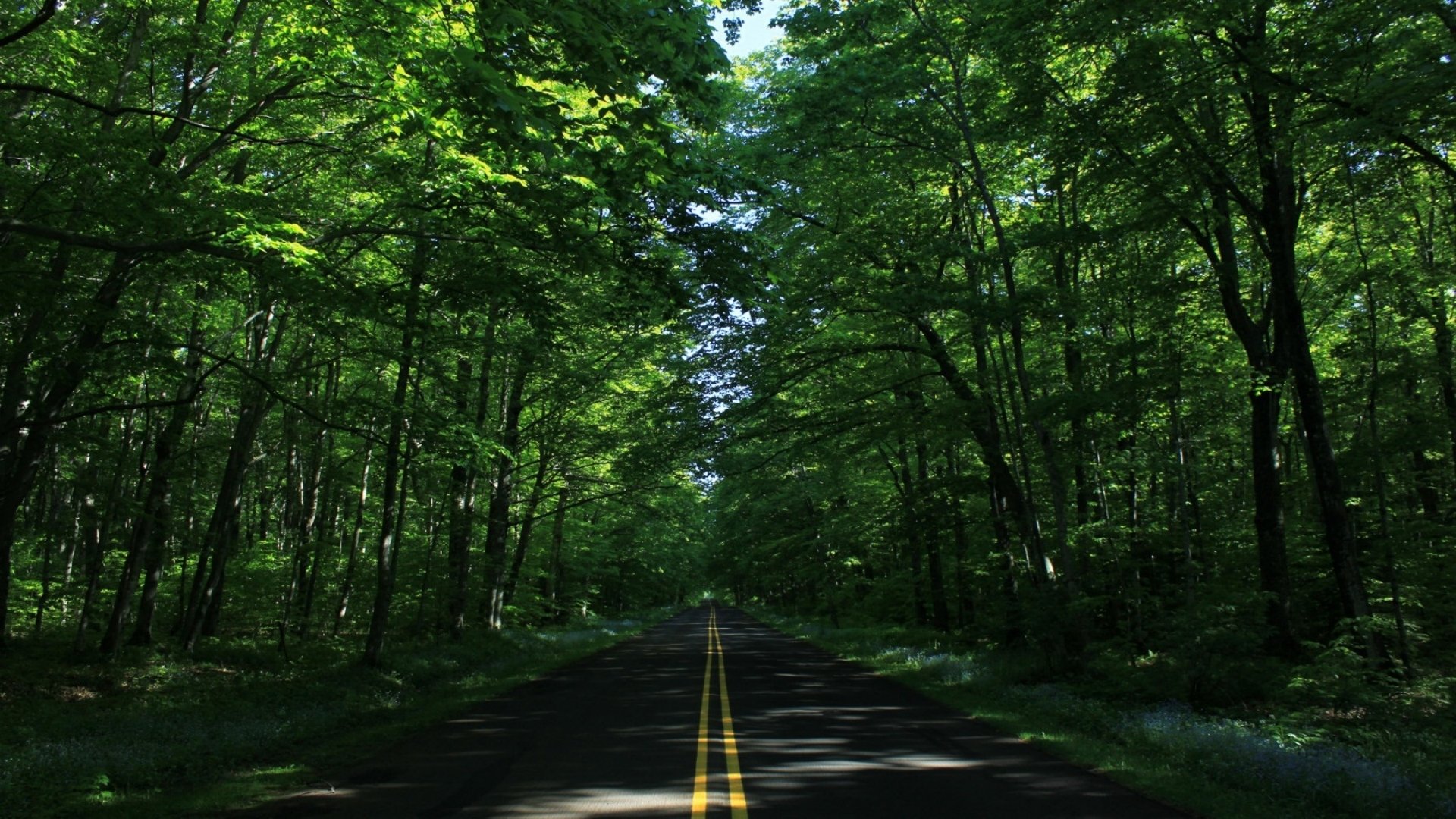 A tranquil road lined with lush green trees, inviting a sense of calm and exploration. This HD wallpaper captures the beauty of a man-made path through nature.