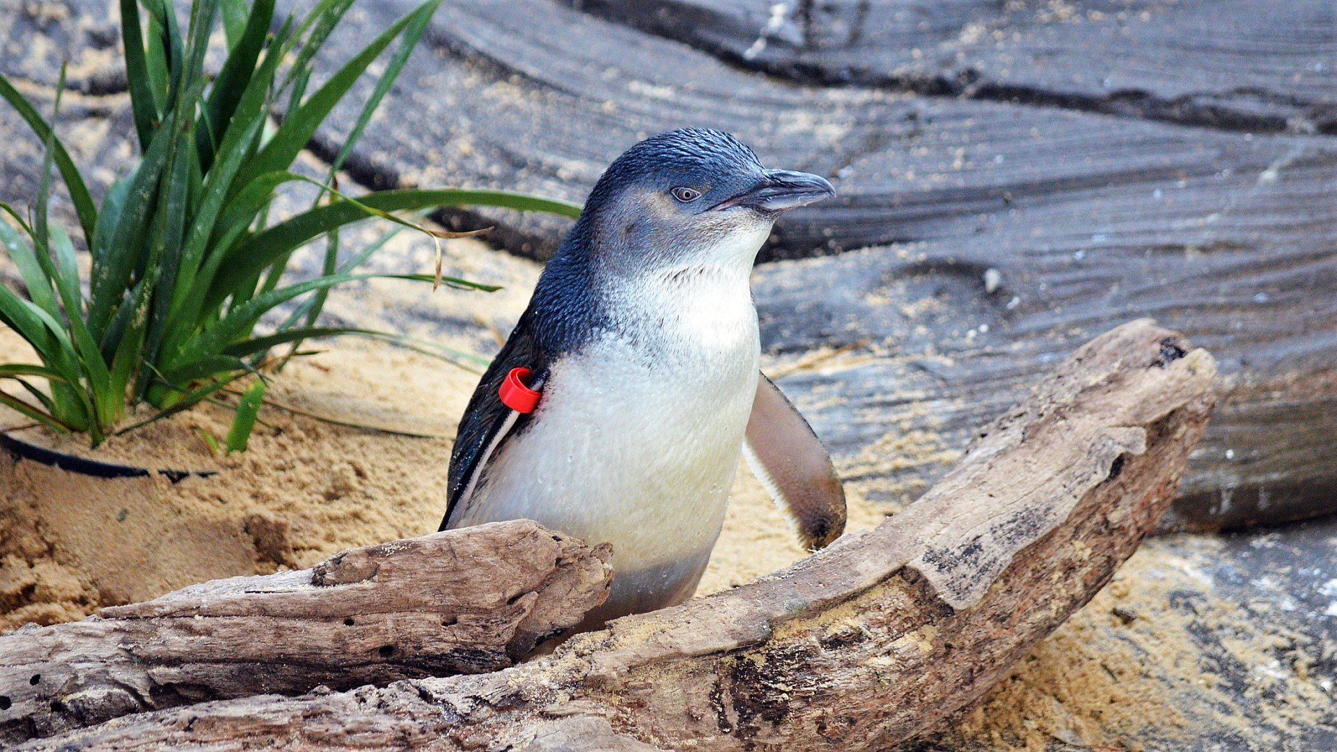 HD desktop wallpaper featuring a fairy penguin standing on sandy ground among rocks and driftwood, showcasing this small bird in its natural habitat.