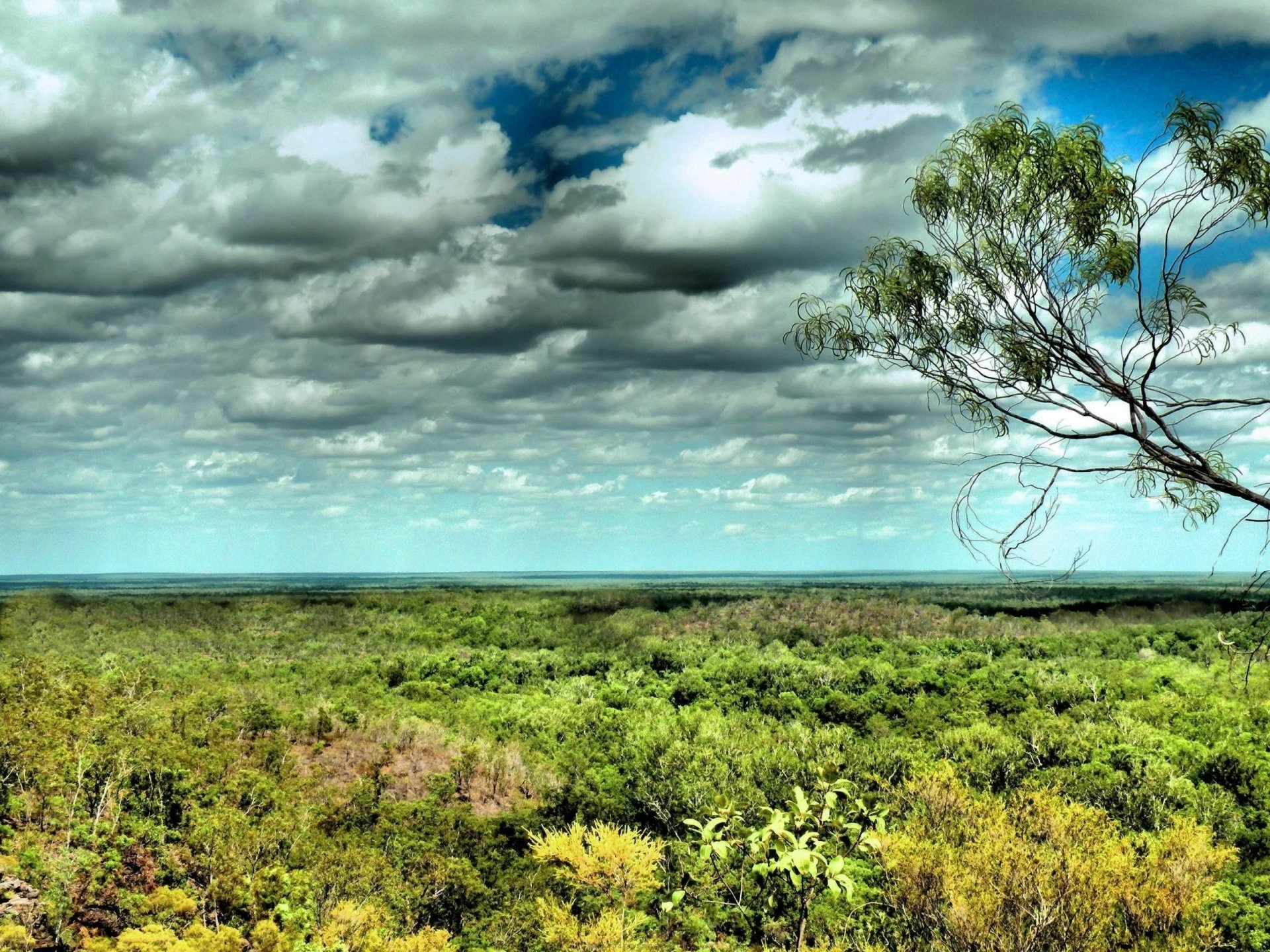 2K Quad HD PC desktop wallpaper and background showing Daintree Rainforest: expansive green canopy, lone tree in foreground and dramatic cloud-filled sky — forest nature panorama.