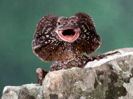 HD desktop wallpaper featuring a close-up of a frilled-neck lizard with its frill fully extended, perched on a rock against a green background.