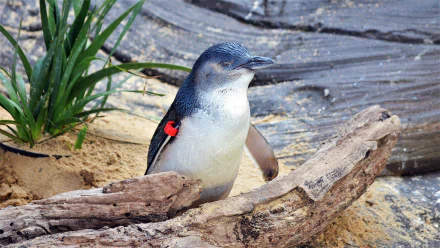 HD desktop wallpaper featuring a fairy penguin standing on sandy ground among rocks and driftwood, showcasing this small bird in its natural habitat.