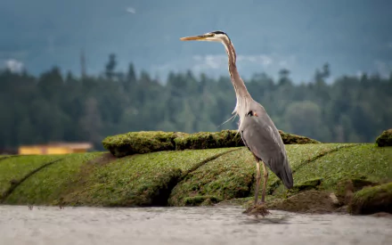HD PC desktop wallpaper featuring a heron standing on a moss-covered surface with a blurred forest background.