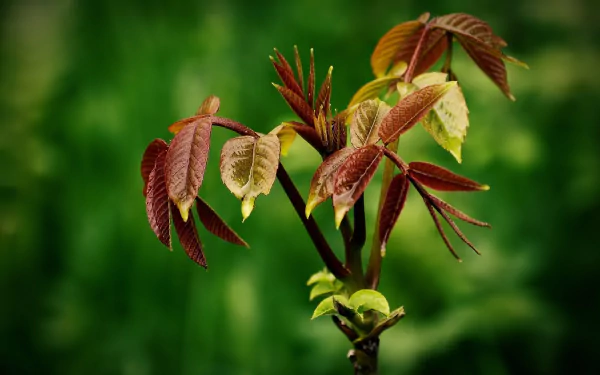 HD desktop wallpaper featuring a close-up of young, reddish-green plant leaves against a blurred green nature background.
