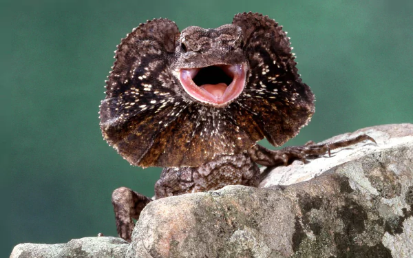 HD desktop wallpaper featuring a close-up of a frilled-neck lizard with its frill fully extended, perched on a rock against a green background.