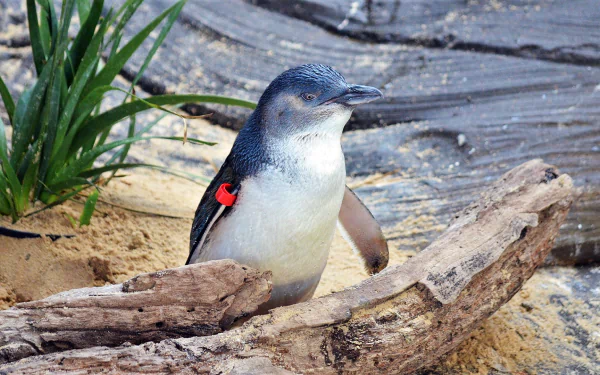 HD desktop wallpaper featuring a fairy penguin standing on sandy ground among rocks and driftwood, showcasing this small bird in its natural habitat.