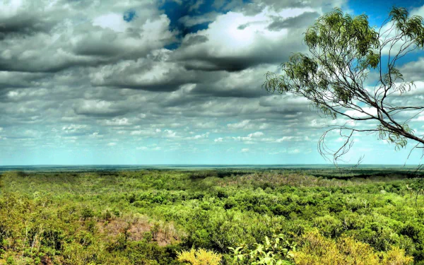 forest nature daintree rainforest HD Desktop Wallpaper | Background Image