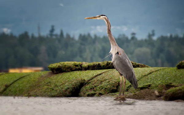 HD PC desktop wallpaper featuring a heron standing on a moss-covered surface with a blurred forest background.
