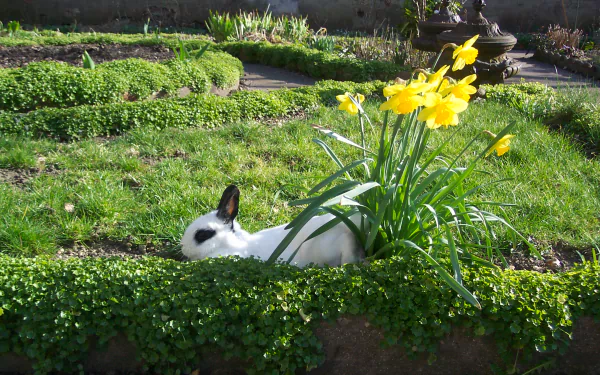 HD PC desktop wallpaper/background of a rabbit: a white rabbit with a black ear and eye patch rests among yellow daffodils in a sunlit garden bordered by low green hedging.