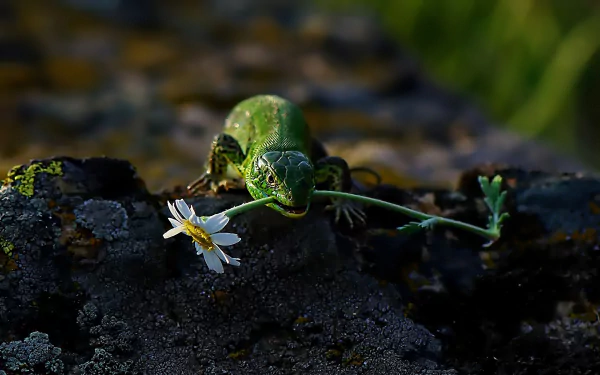 A vibrant green lizard holds a flower in its mouth while perched on a rocky surface, captured in stunning detail. This HD wallpaper beautifully showcases the charm of nature.